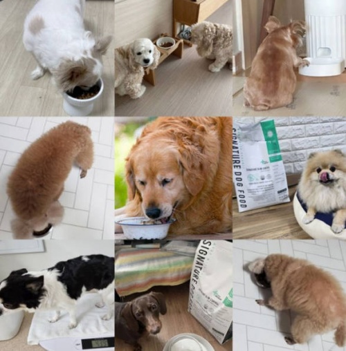 마이펫닥터 강아지 기능성 사료 제품사진4