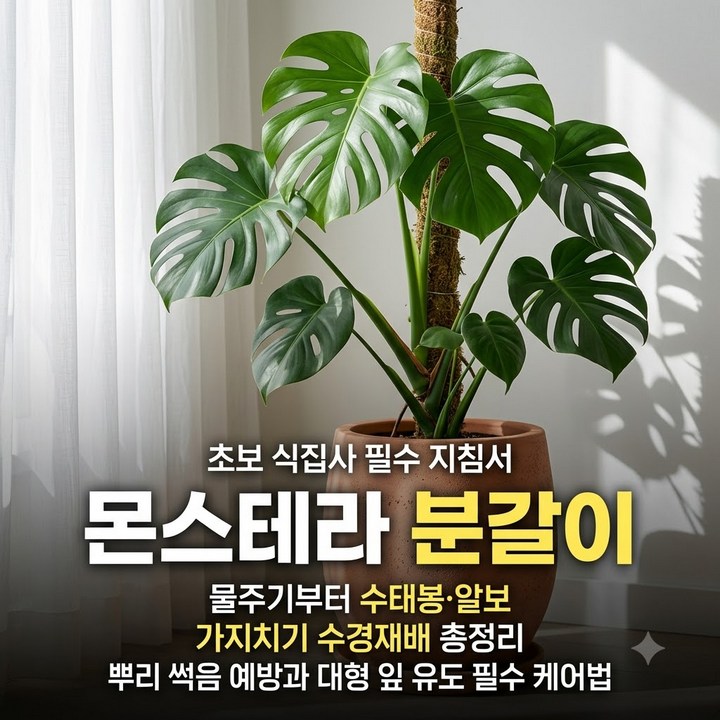 몬스테라 분갈이 물주기, 수태봉 알보 가지치기 수경재배 총정리