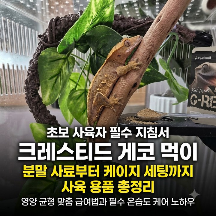 크레스티드 게코 먹이 사육, 스푼 집 케이지 용품 총정리