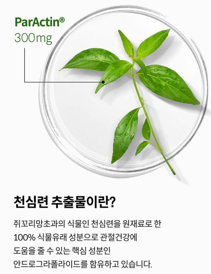 관절 건강 신소재, 관절엔 아나파랙틴 3박스+패치 세트 효과 사용법 영양제 부작용 2 관절엔 아나파랙틴 3박스 제품사진2
